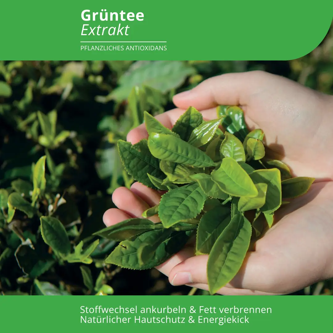 <strong>Evolution</strong><br> Grüntee Extrakt Kapseln </br> – Bild 2